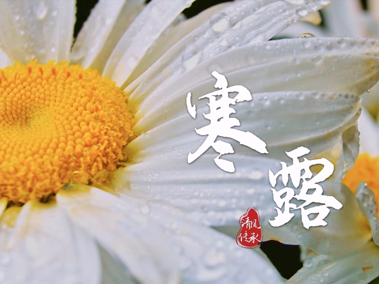 寒露：君當(dāng)如菊 高潔勇毅